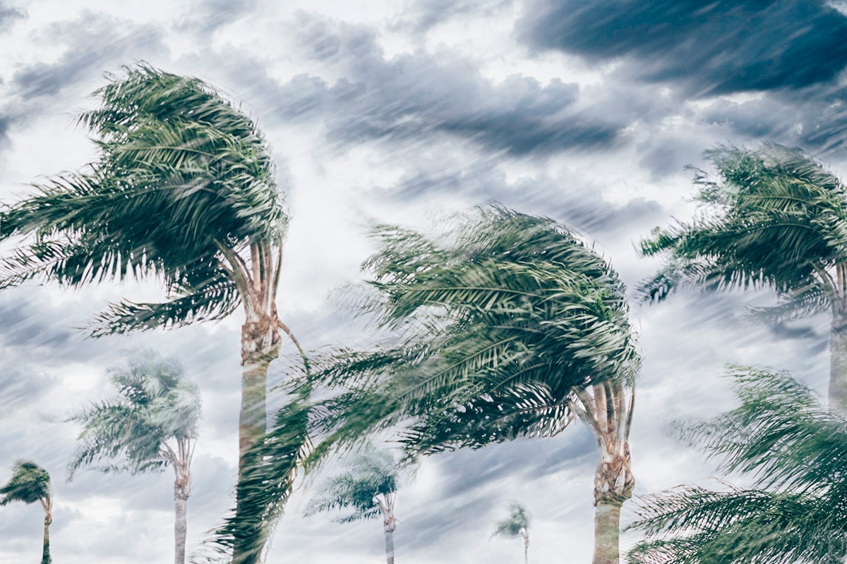 trees in hurricane winds